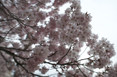 高遠の桜