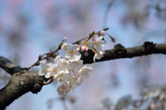 枝桜