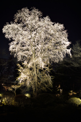 姫の桜