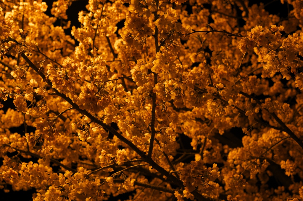 DSC_0164