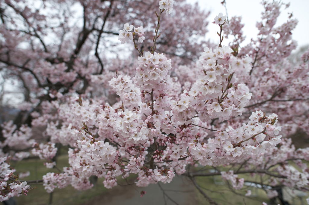 高遠の桜