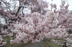 高遠の桜