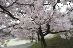 高遠の桜3
