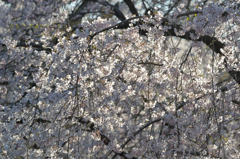 光煌めく桜