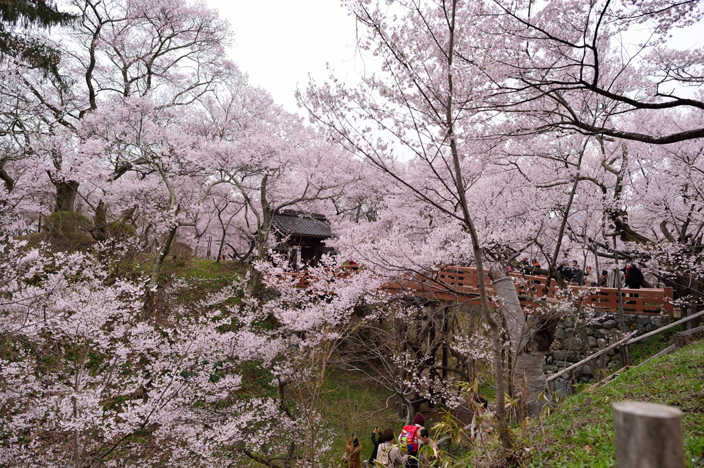 高遠 桜の橋