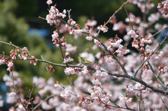 寒桜に吸い寄せられて