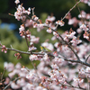 寒桜に吸い寄せられて
