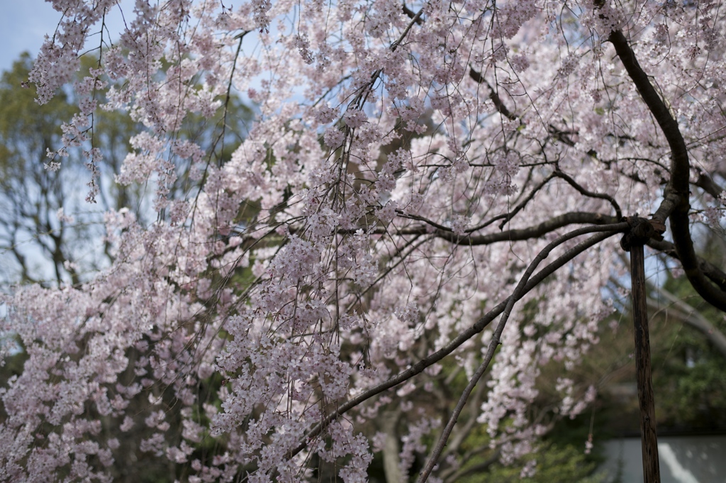 DSC_0223