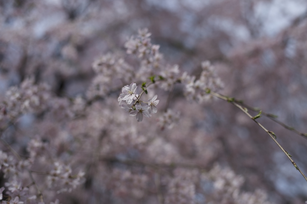 DSC_0204