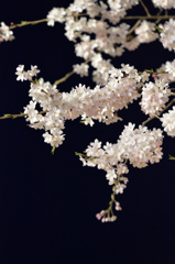 光に浮かぶ一連の桜