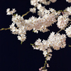 光に浮かぶ一連の桜