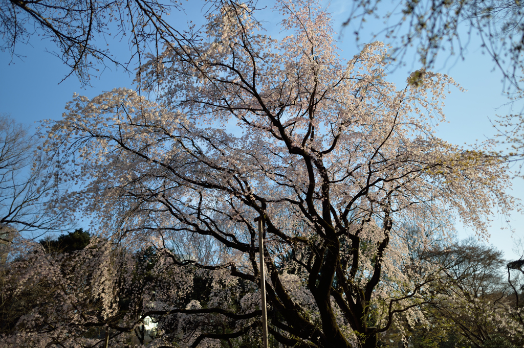 夕陽を浴びた枝垂れ桜