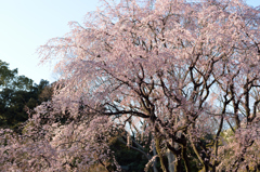 六義園の枝垂れ桜