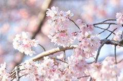 二房の蕾を見守るように咲く桜