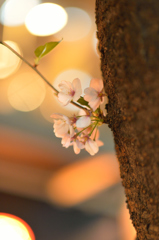 桜咲く