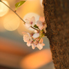 桜咲く