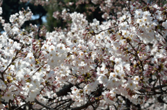 ざわめき華やぐ桜