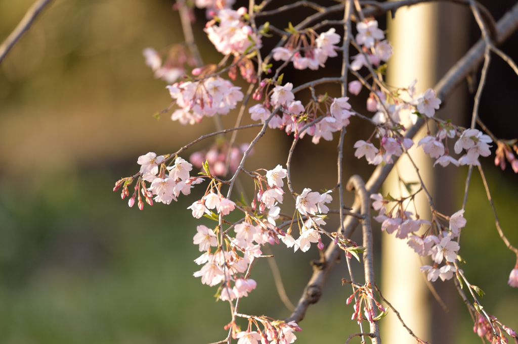 夕陽に染まる枝垂れ桜