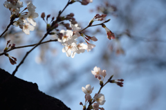 静寂の中で花開く