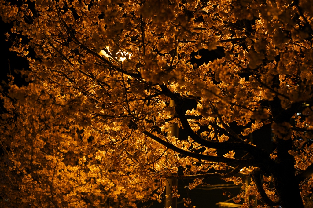 DSC_0146