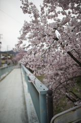 高遠の桜