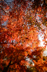 紅葉づくし