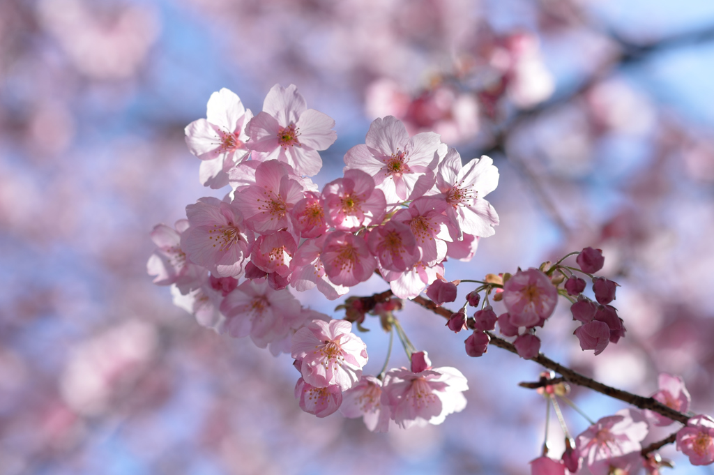 桜色