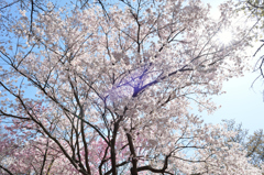 陽光