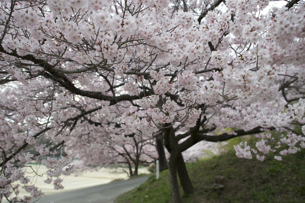 高遠の桜２