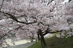 高遠の桜２
