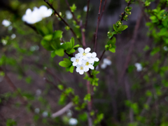 小さい白い花