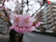 梅の花