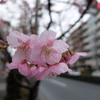 梅の花