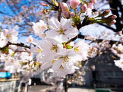 桜