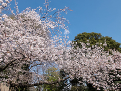 谷中霊園