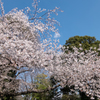 谷中霊園