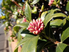 沈丁花のつぼみ