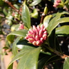 沈丁花のつぼみ