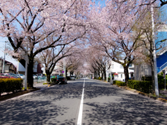 練馬春日町の桜トンネル