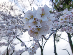 桜
