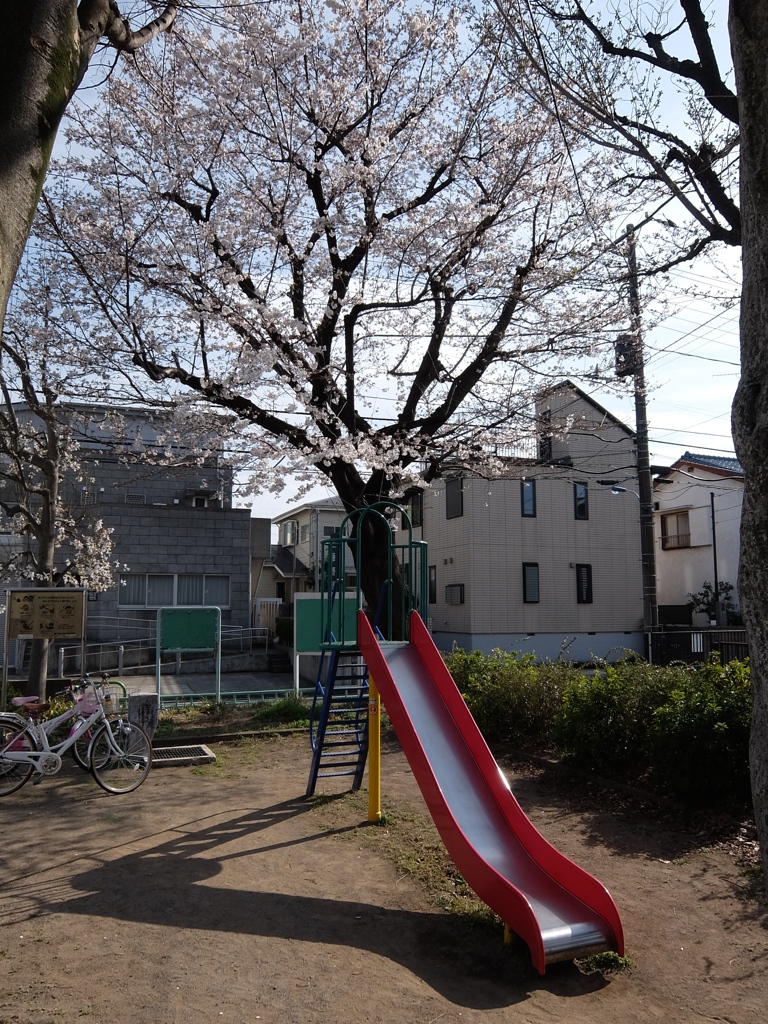 桜とすべり台