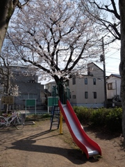桜とすべり台