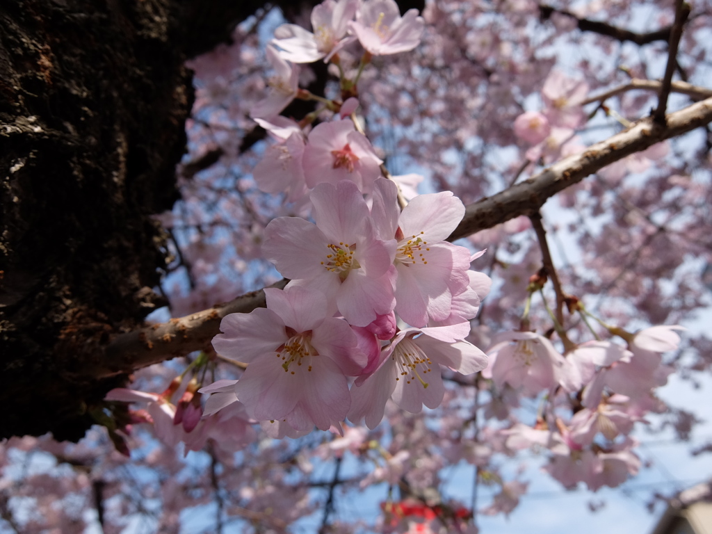 桜