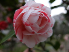 椿
