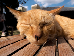 護国山天王寺の猫