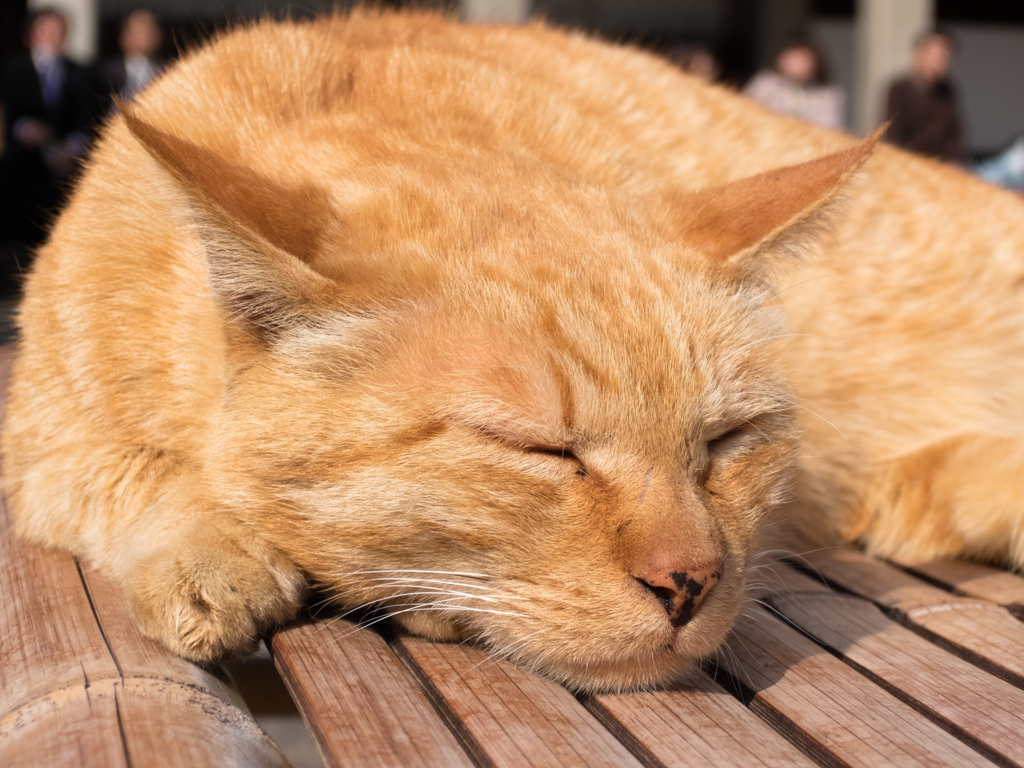 護国山天王寺の猫