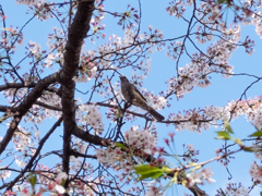 桜と鳥と空