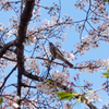 桜と鳥と空