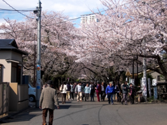 谷中霊園の桜のトンネル