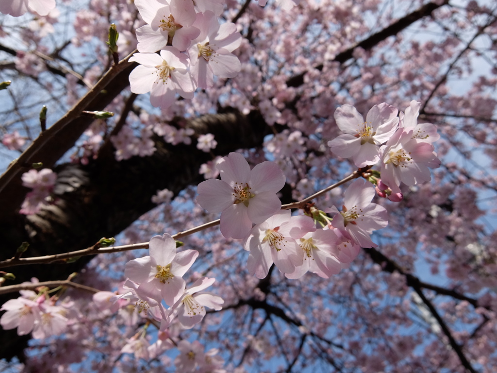 桜